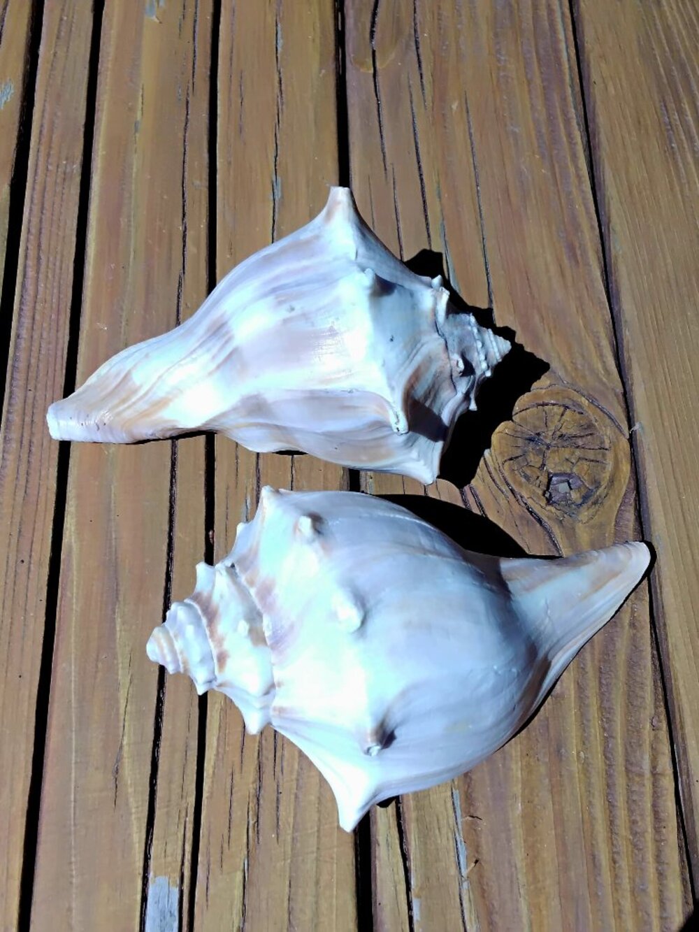 Set of 2 knobbed Lightning Whelk Sea Shells. Busycon Carica. 5.5"
